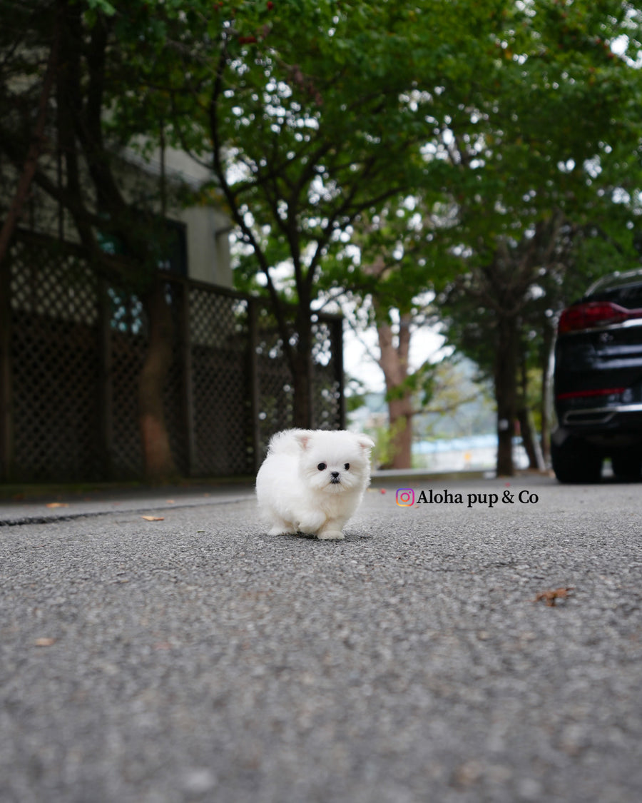 Poki [TEACUP MALTESE]