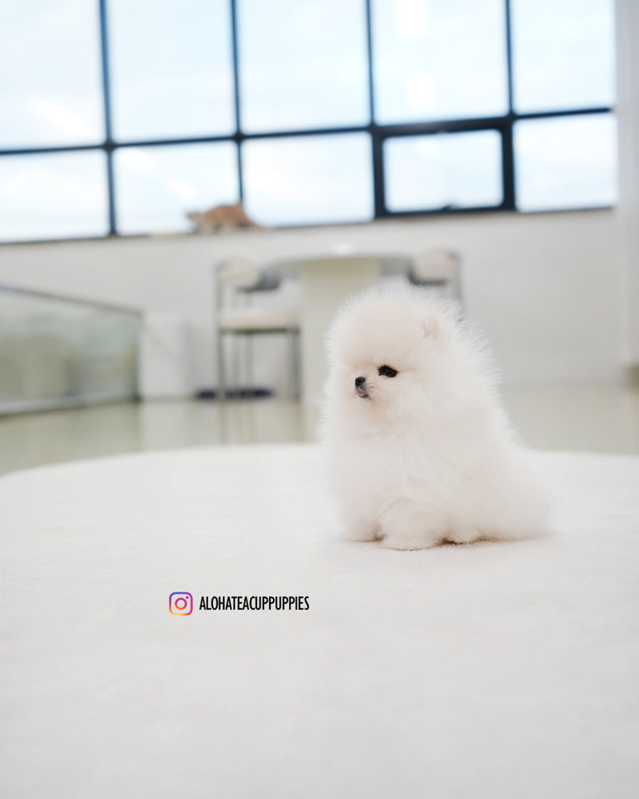 Rocco [TEACUP POMERANIAN]