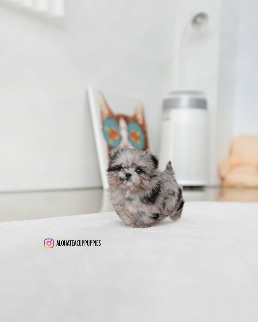 Aurora [TEACUP MALTIPOO]