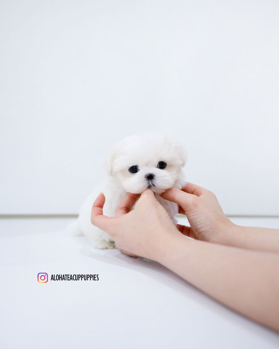 Dane [TEACUP MALTESE]