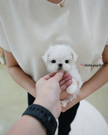Zara [TEACUP MALTESE]