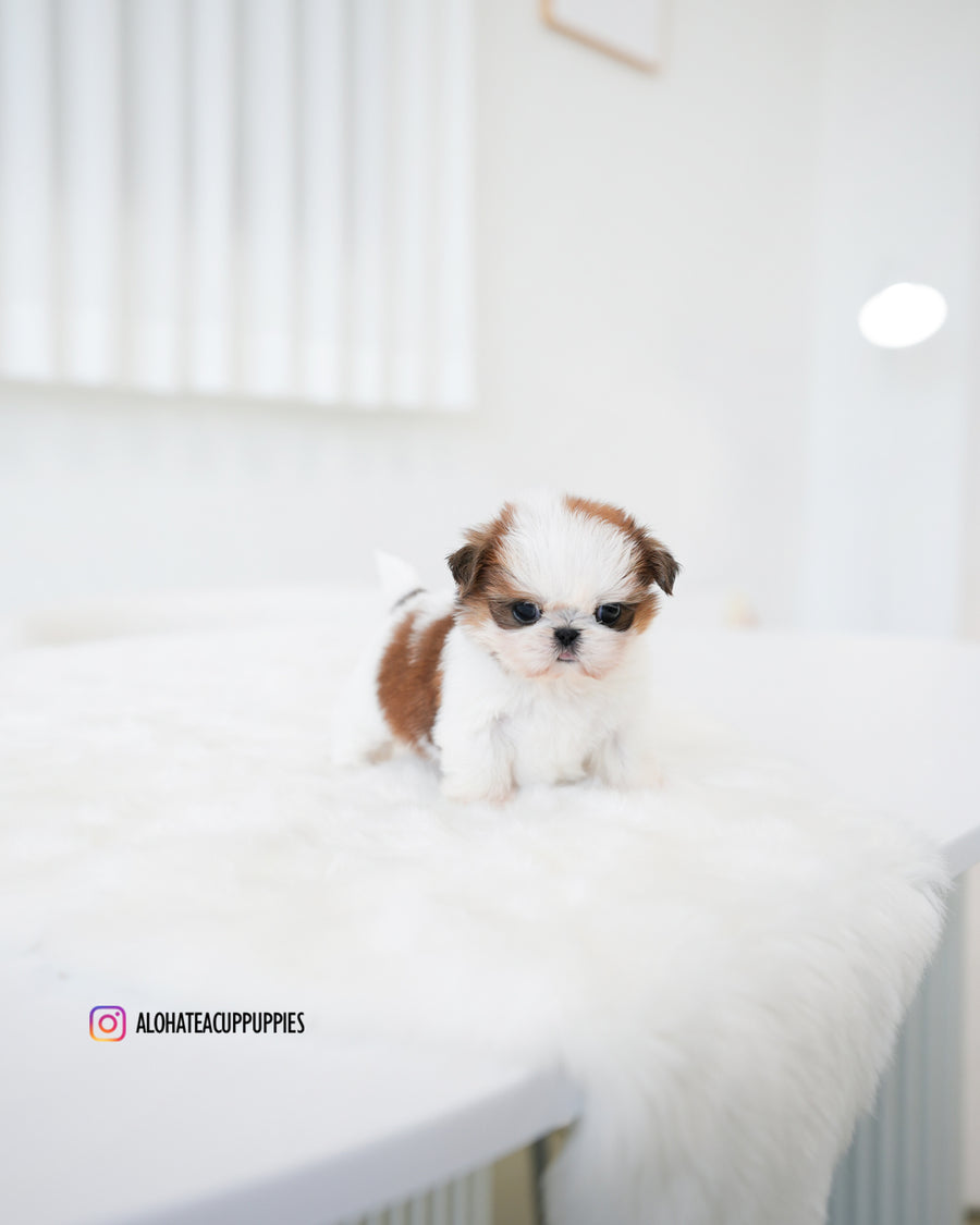 Peach [Teacup SHIHTZU]