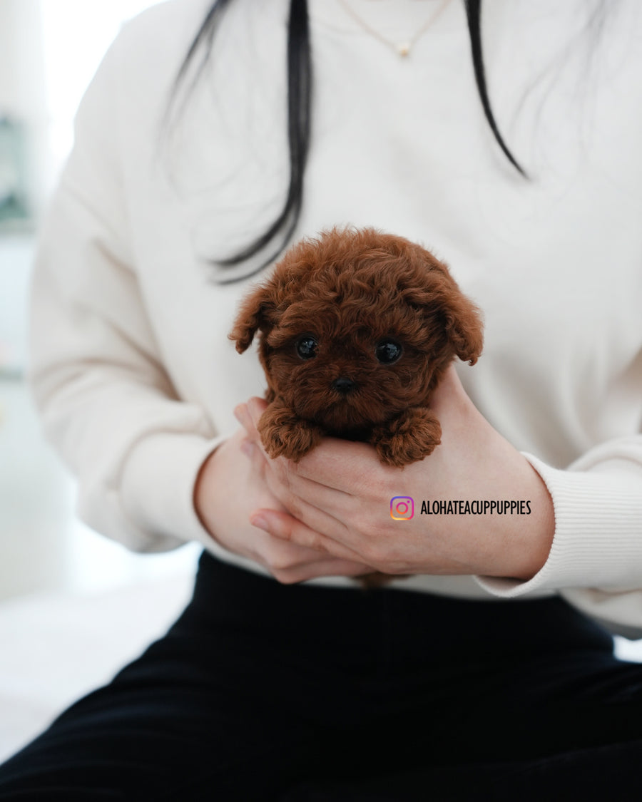 Pepsi [TEACUP POODLE]