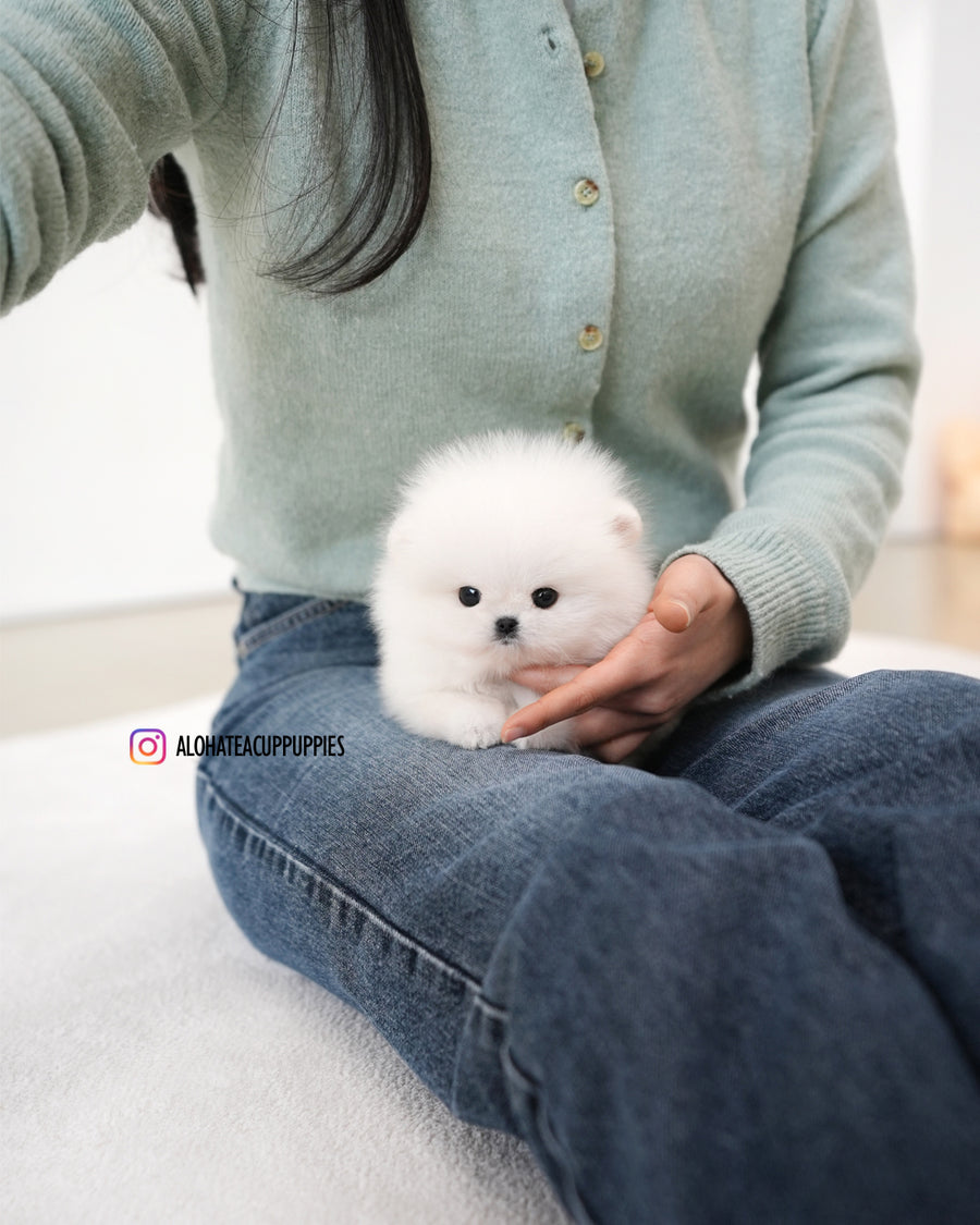 Mori [TEACUP POMERANIAN]