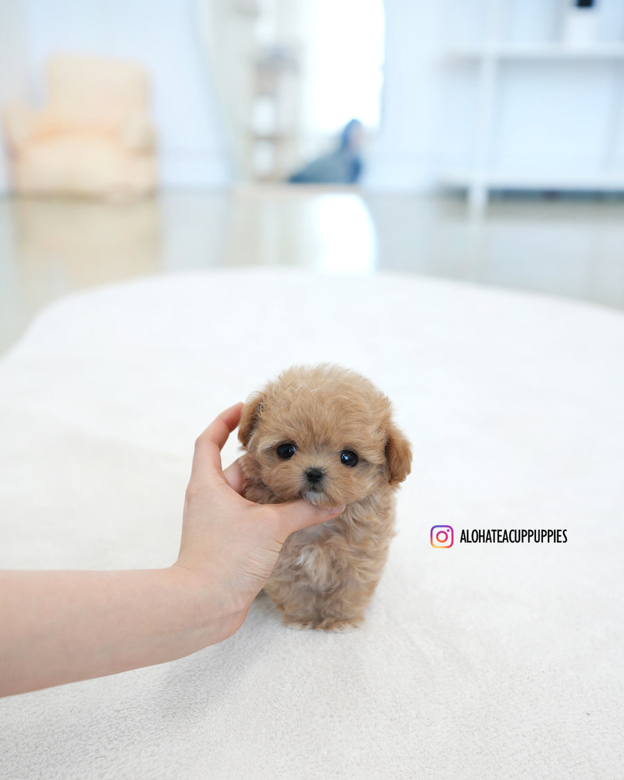 Ben [TEACUP MALTIPOO]