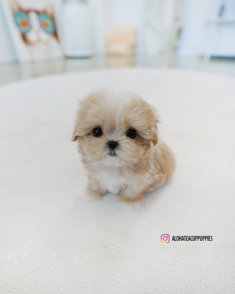 Latte [TEACUP MALTIPOO]