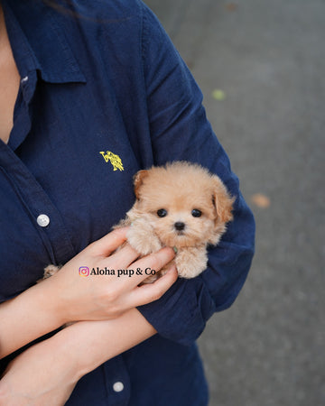 Vera [TEACUP MALTIPOO]
