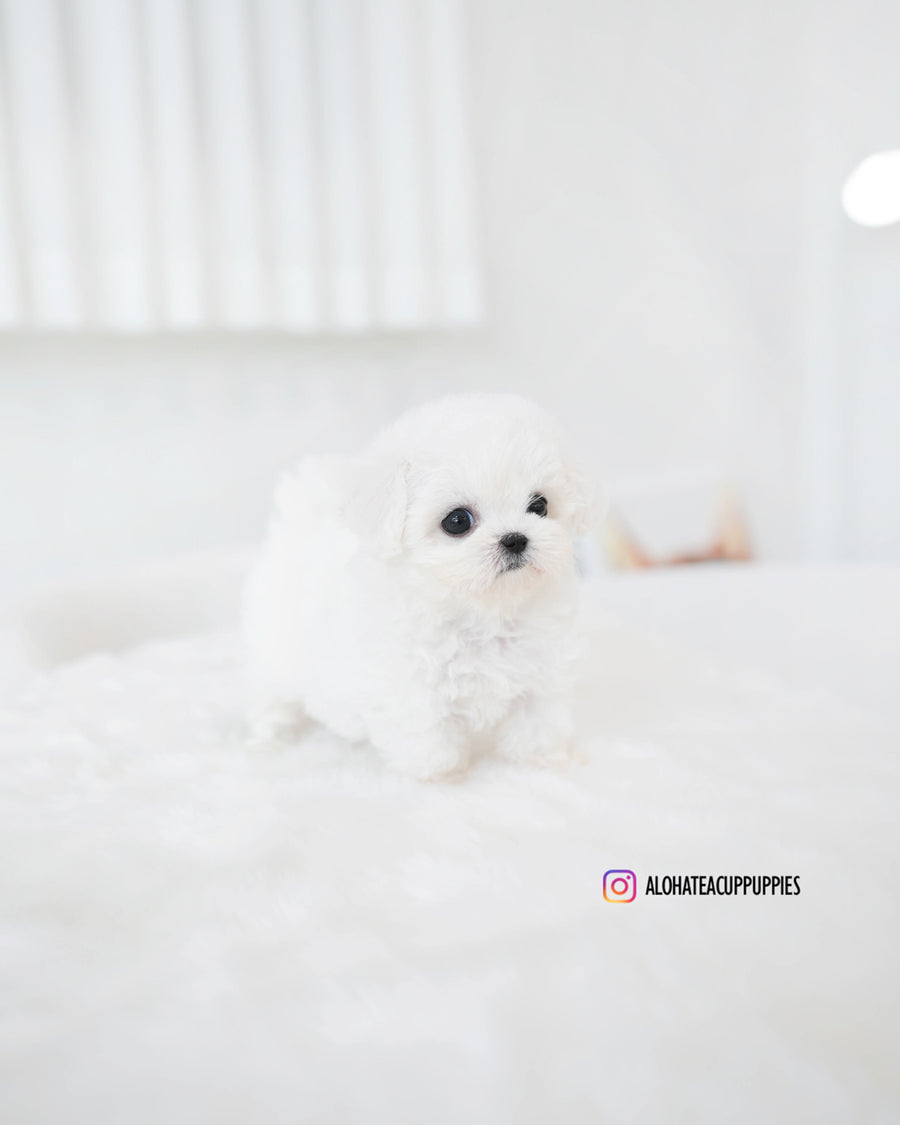 Lumi [TEACUP BICHON]