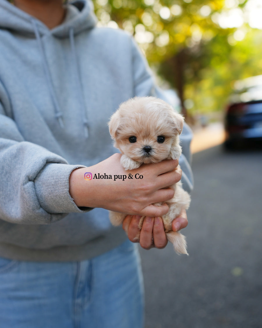 Cleo [TEACUP MALTIPOO]