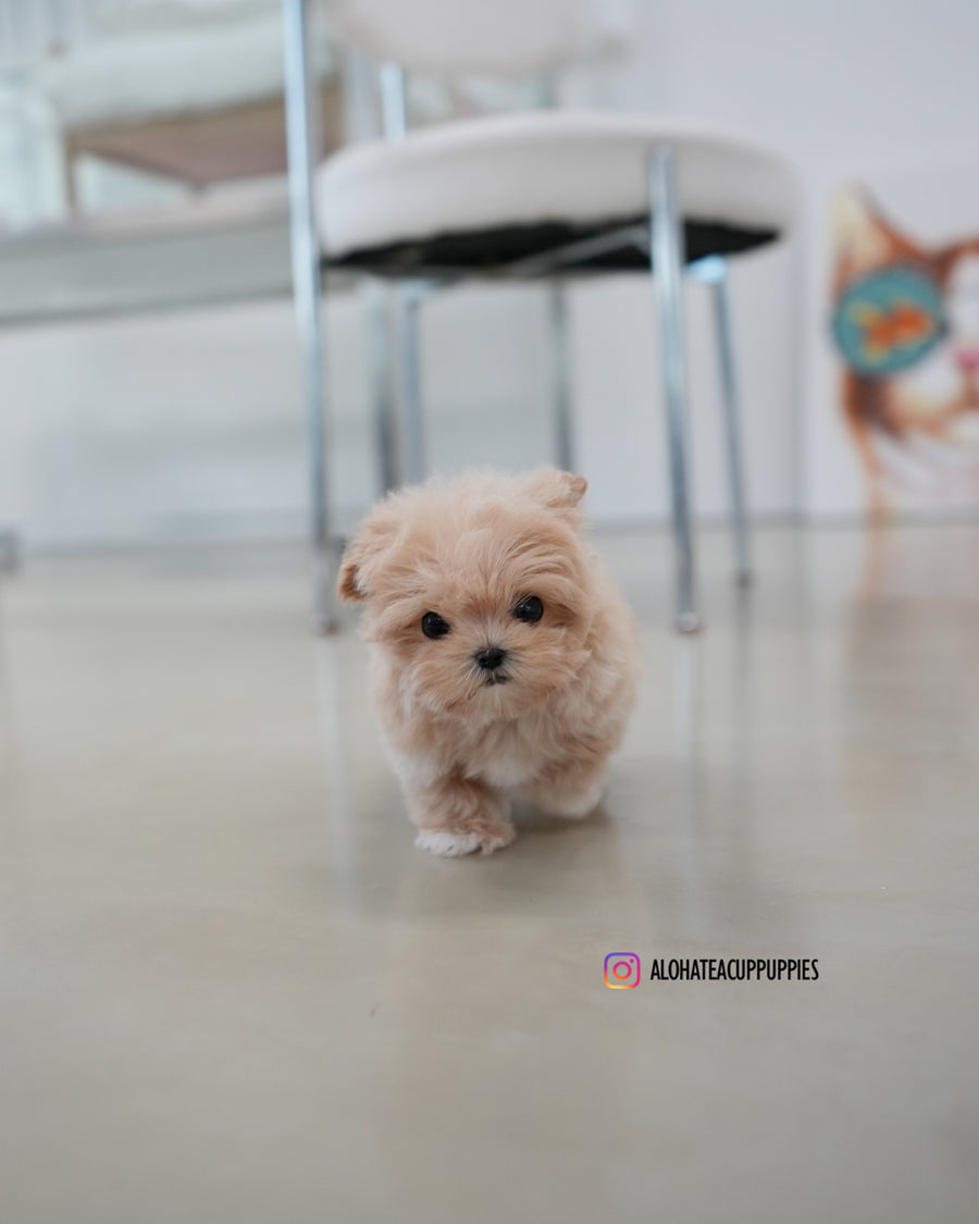 Kiko [TEACUP MALTIPOO]