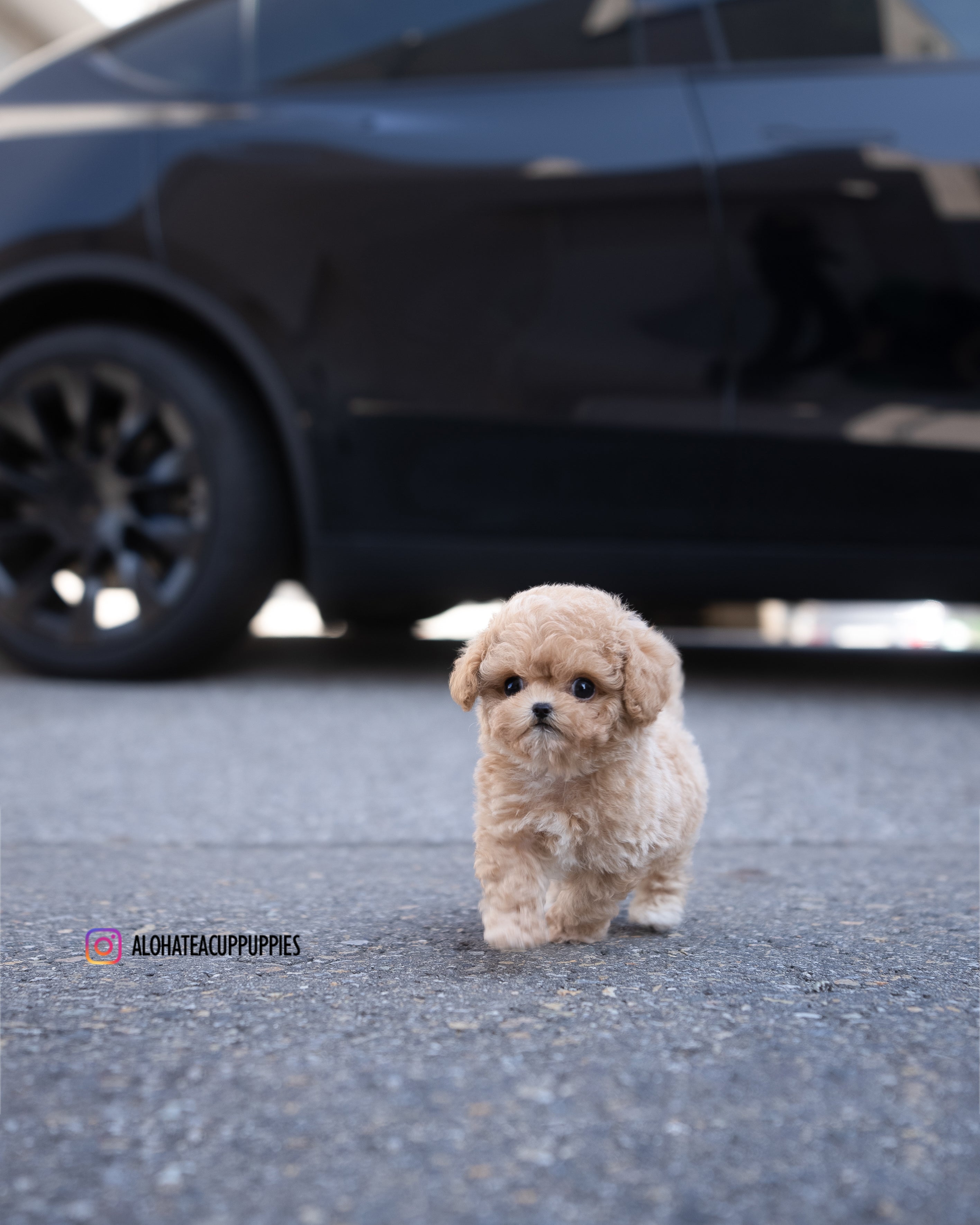 Eris [TEACUP MALTIPOO] – Aloha Teacup Puppies inc