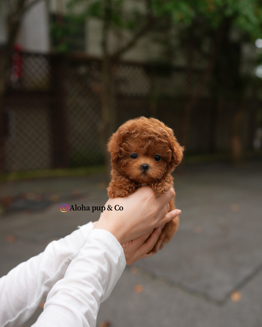 Dan [TEACUP POODLE]