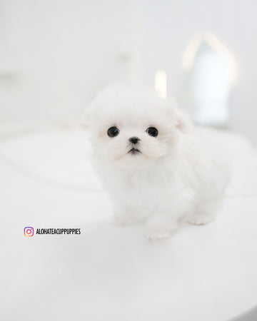 Lily [TEACUP MALTESE]