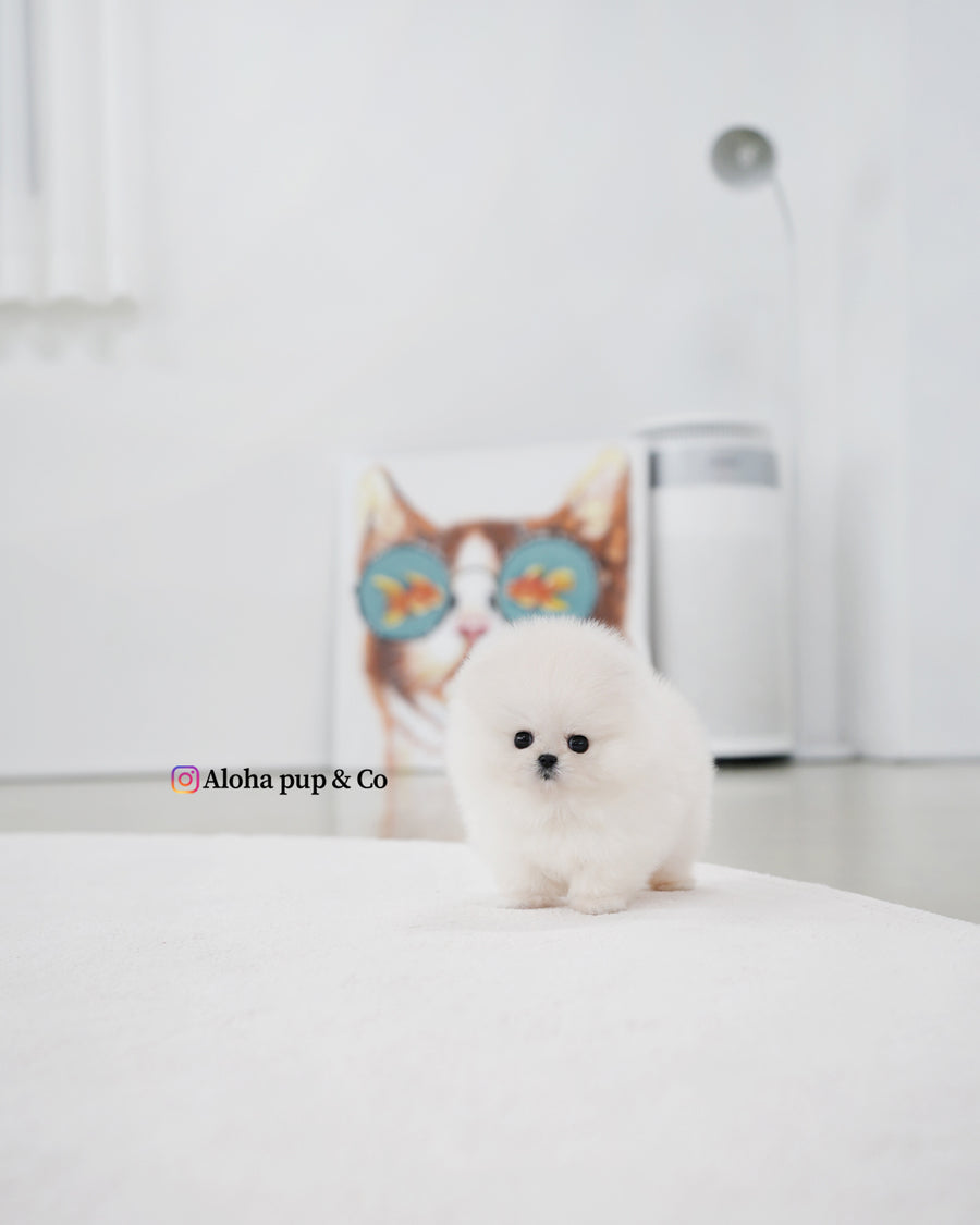 Kiara [TEACUP POMERANIAN]