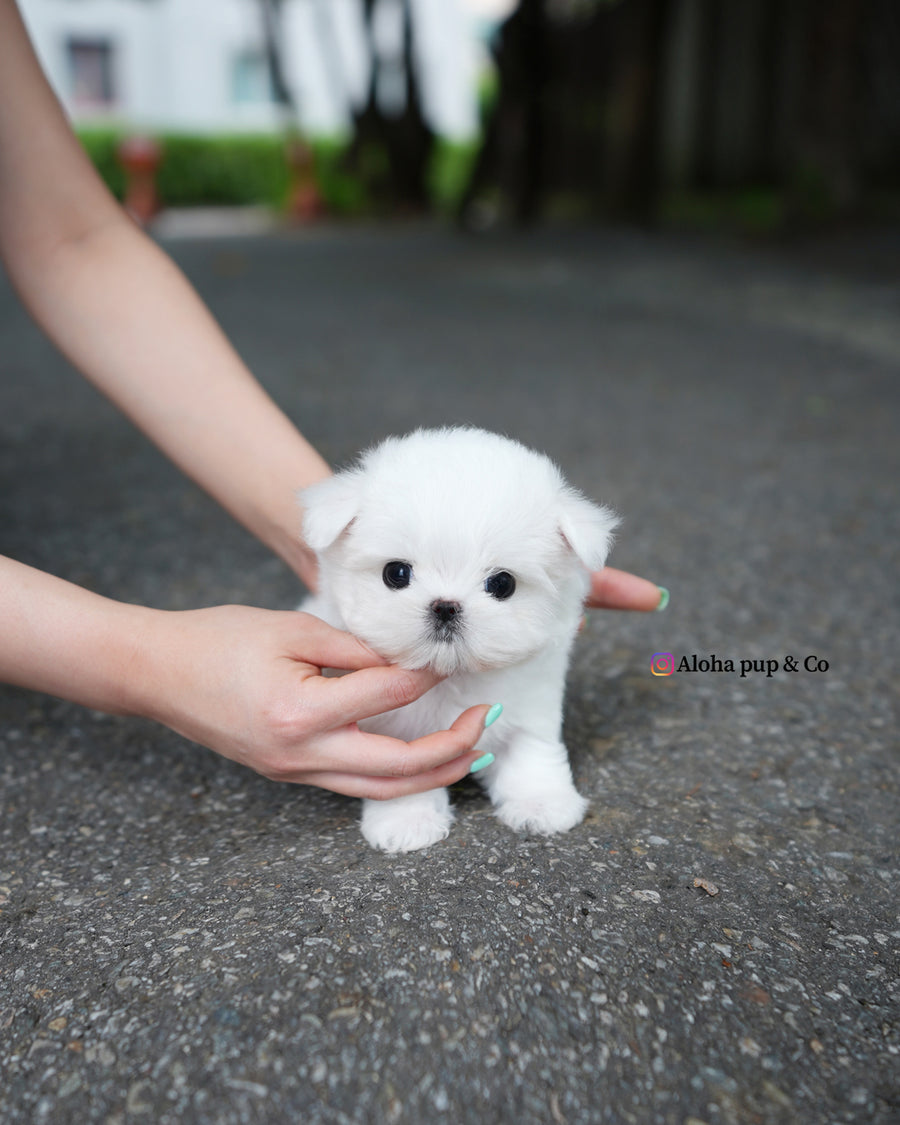 Nico [TEACUP MALTESE]