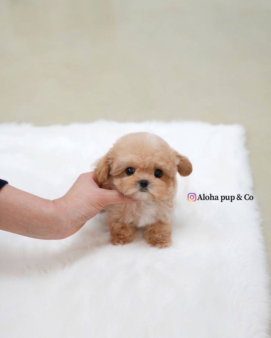 Isaac [TEACUP MALTIPOO]