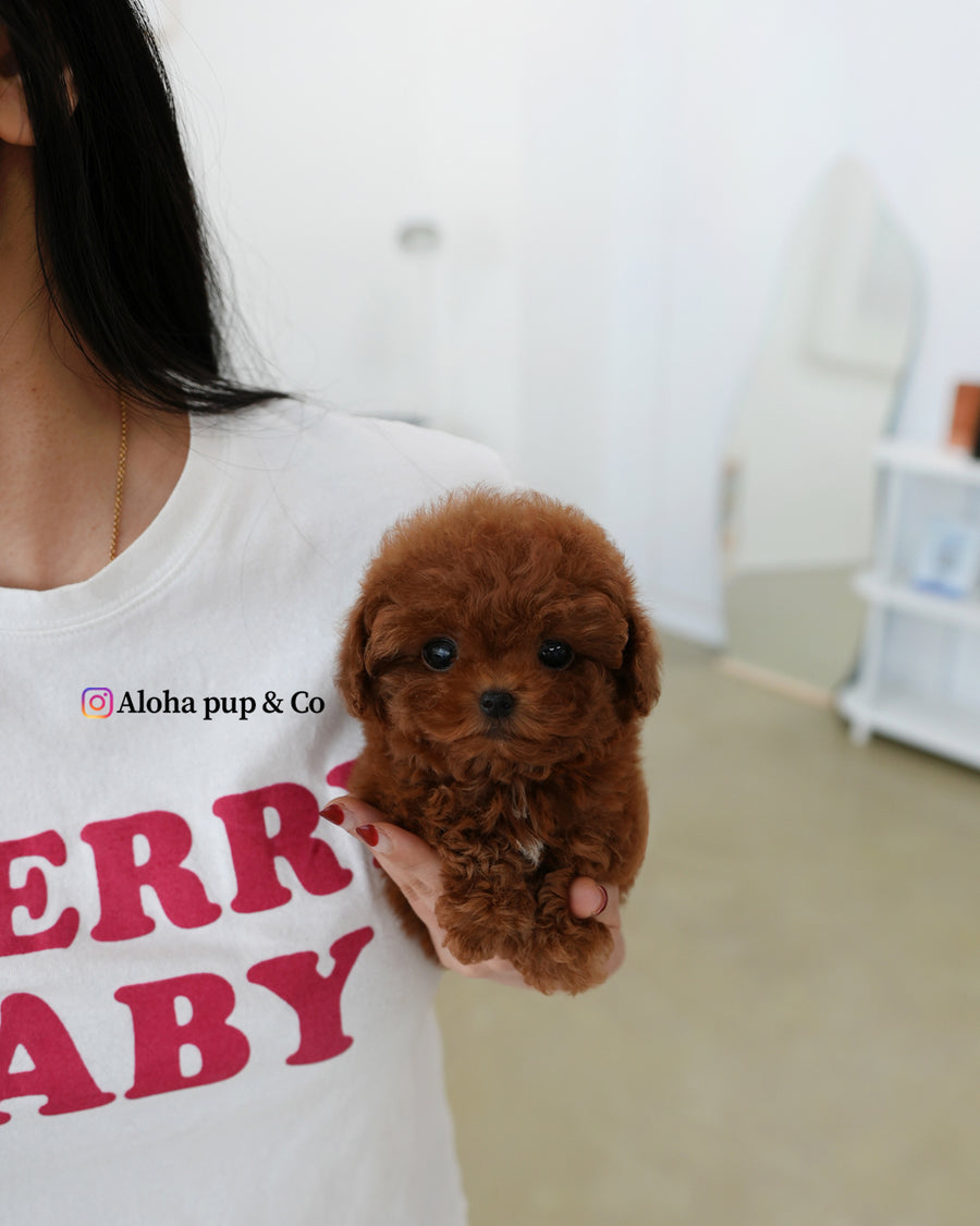 Hani [TEACUP POODLE]