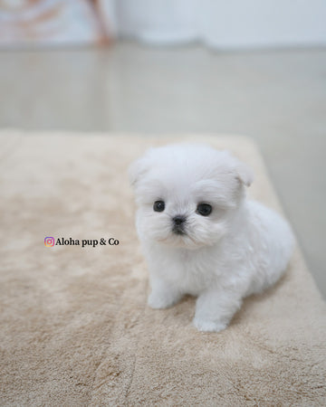 Terry [TEACUP MALTESE]