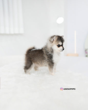 Edgar [Mini POMSKY]