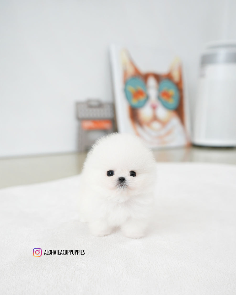 Iona [TEACUP POMERANIAN]