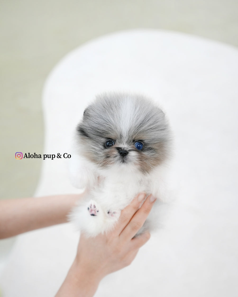 Micro Teacup Female Teacup Pomeranian For Sale Lior [TEACUP