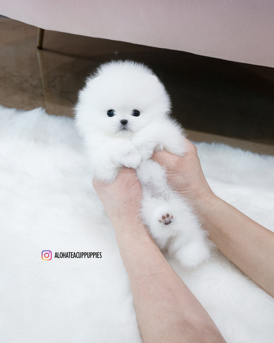 Milk [TEACUP POMERANIAN]