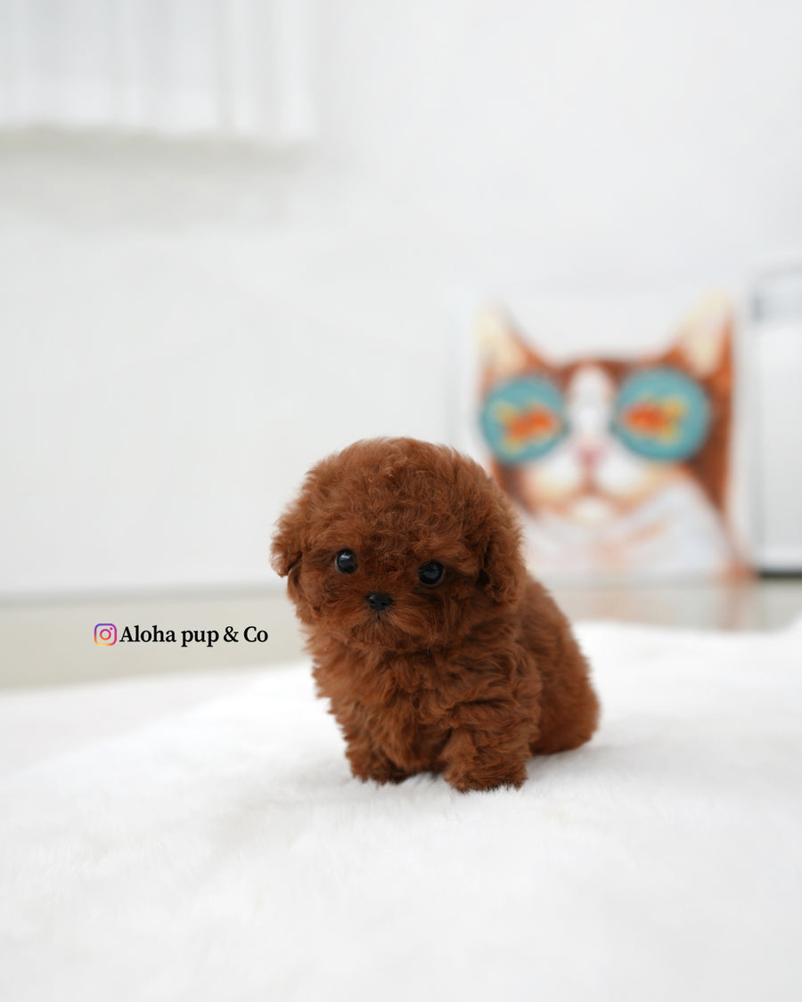 Bobby [TEACUP POODLE]