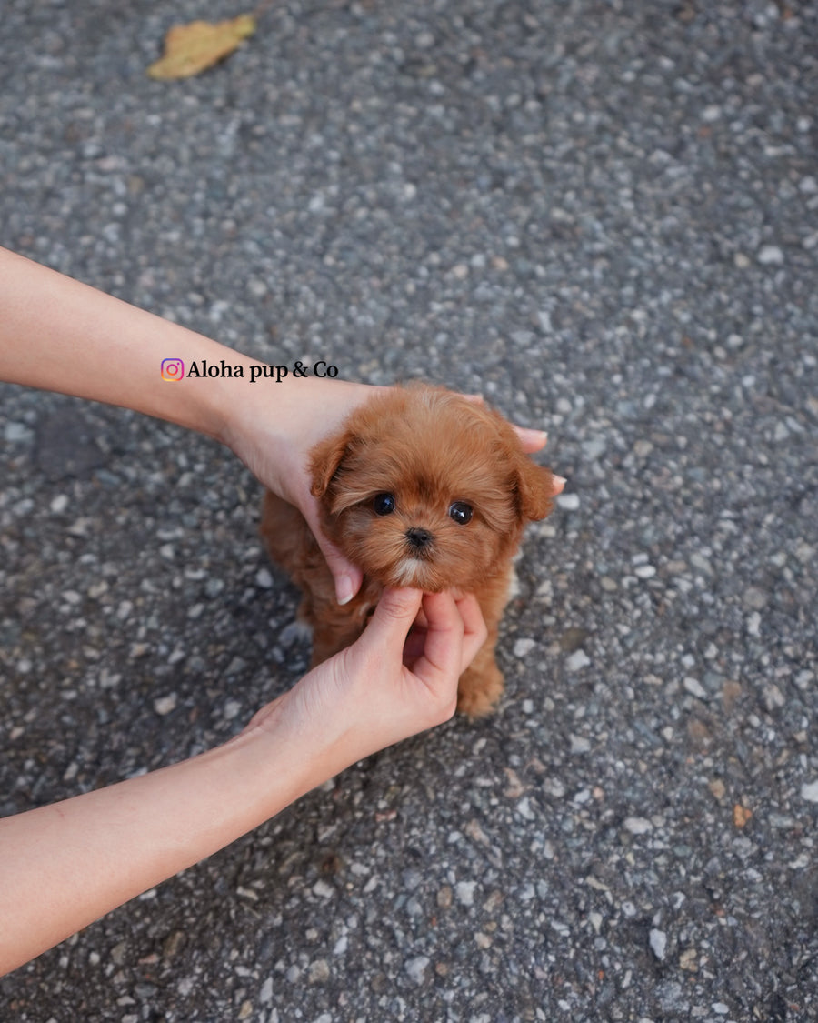 Versace [TEACUP MALTIPOO]