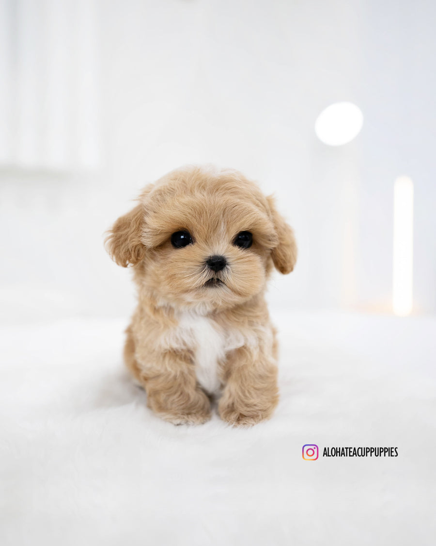 Rory [TEACUP MALTIPOO]