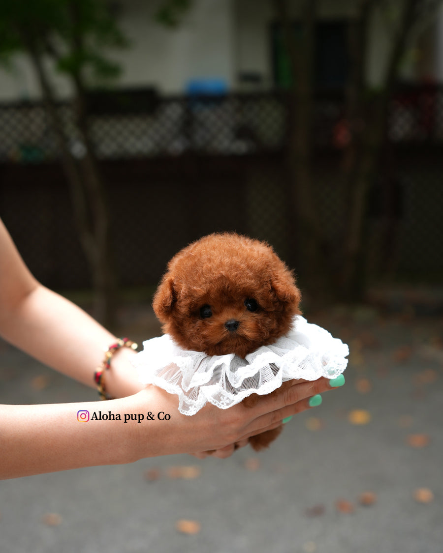 Jules [TEACUP POODLE]