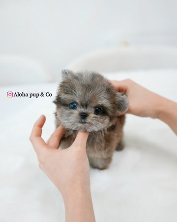 Denny [TEACUP Maltipom]