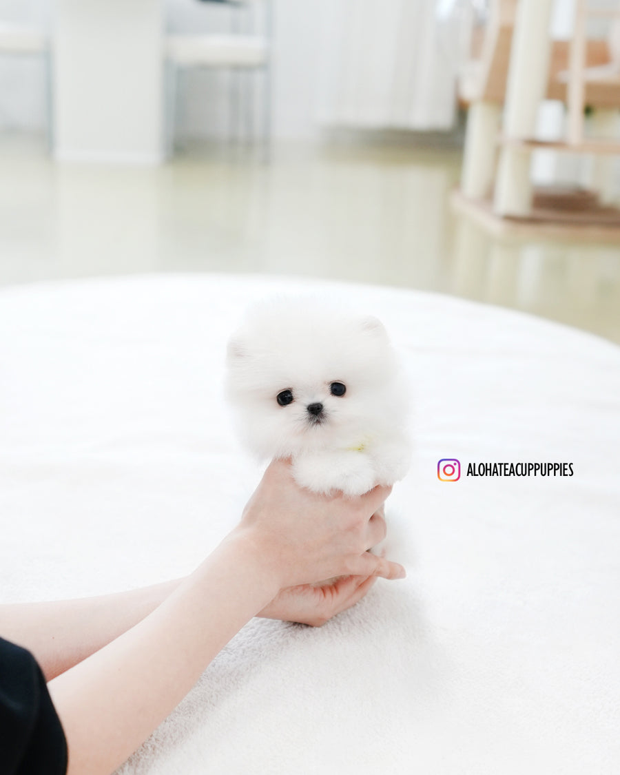 Milo [TEACUP POMERANIAN]