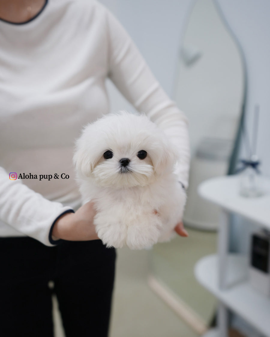 Kio [TEACUP MALTESE]