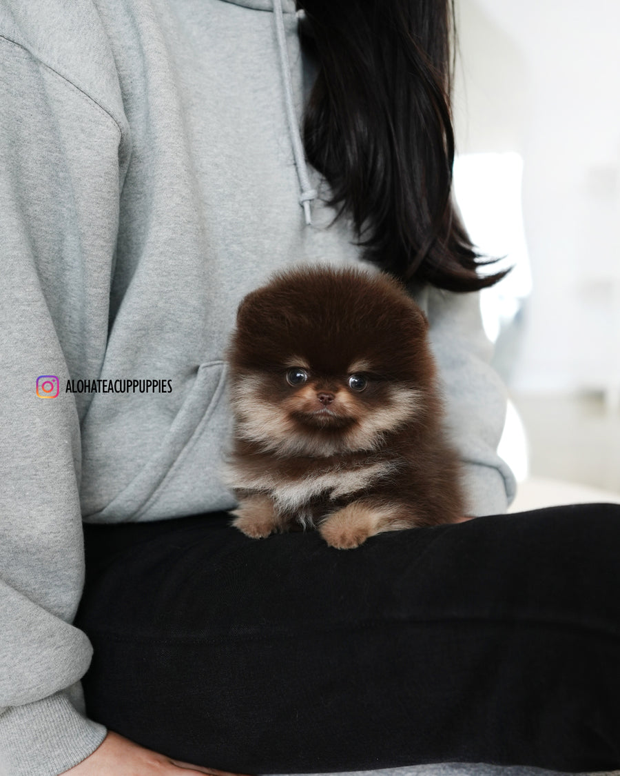 Gigi [TEACUP POMERANIAN]