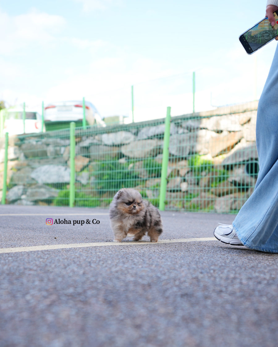 Luc [TEACUP POMERANIAN]