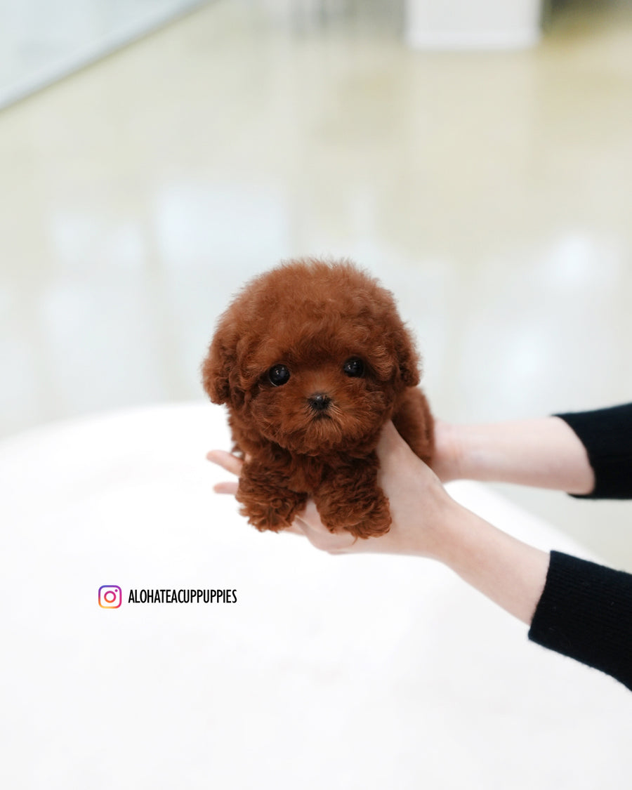 Hermes [TEACUP POODLE]