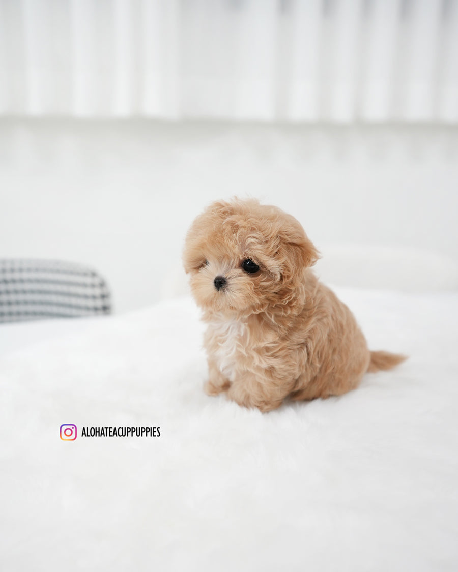 Ebony [TEACUP MALTIPOO]