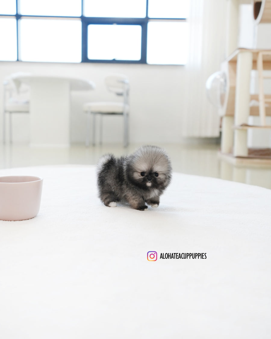 Bulgari [TEACUP POMERANIAN]