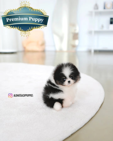 Sage [TEACUP POMERANIAN]