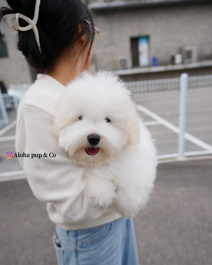 Dubu [Mini Coton de Tulear]