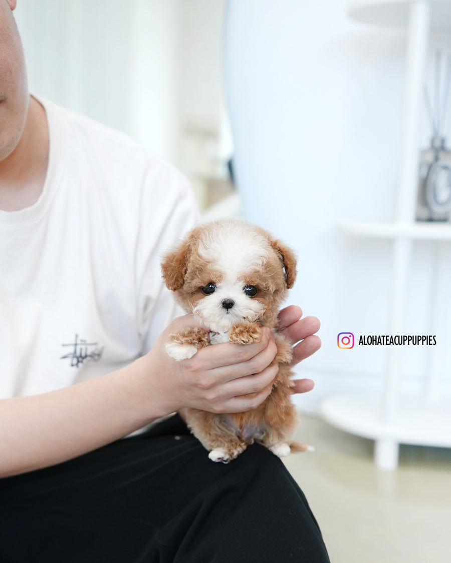 Burberry [TEACUP MALTIPOO]