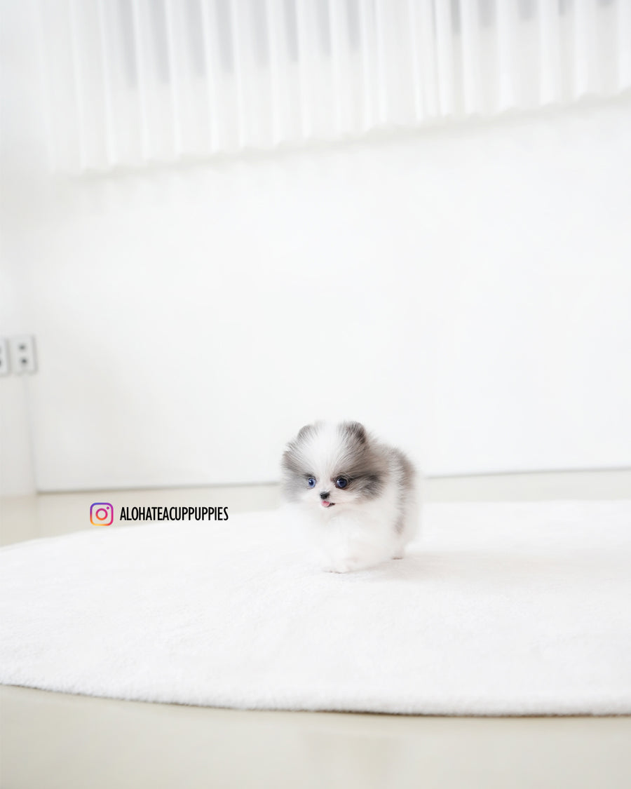 Prada [TEACUP POMERANIAN]