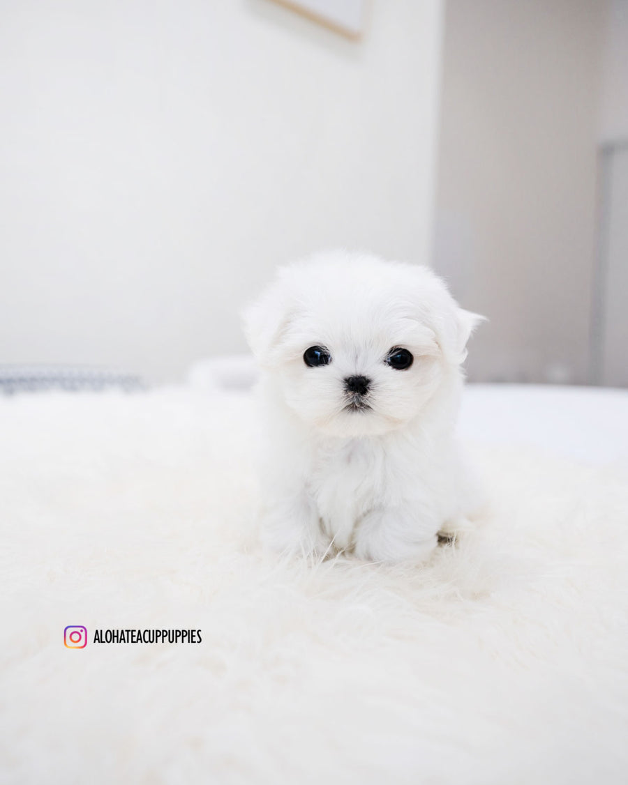 Ocean [TEACUP MALTESE]