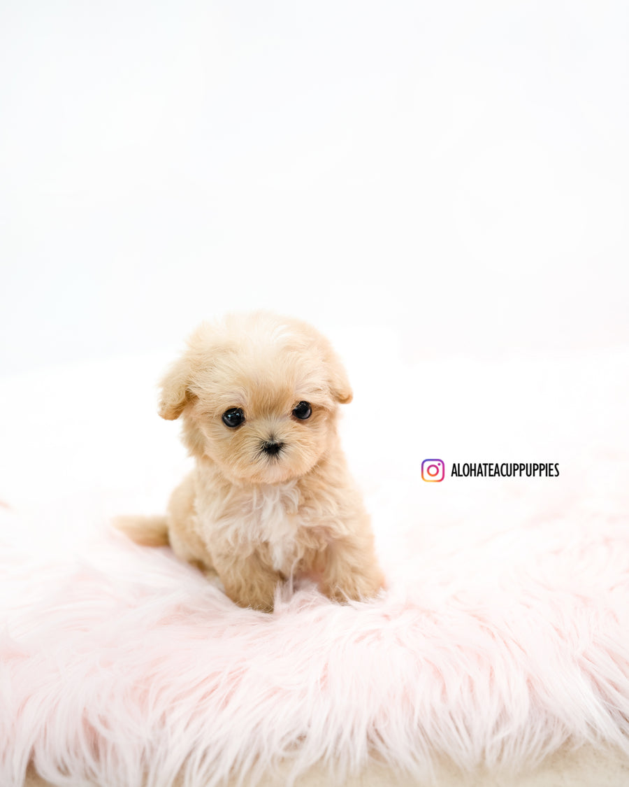 Oscar [TEACUP MALTIPOO]