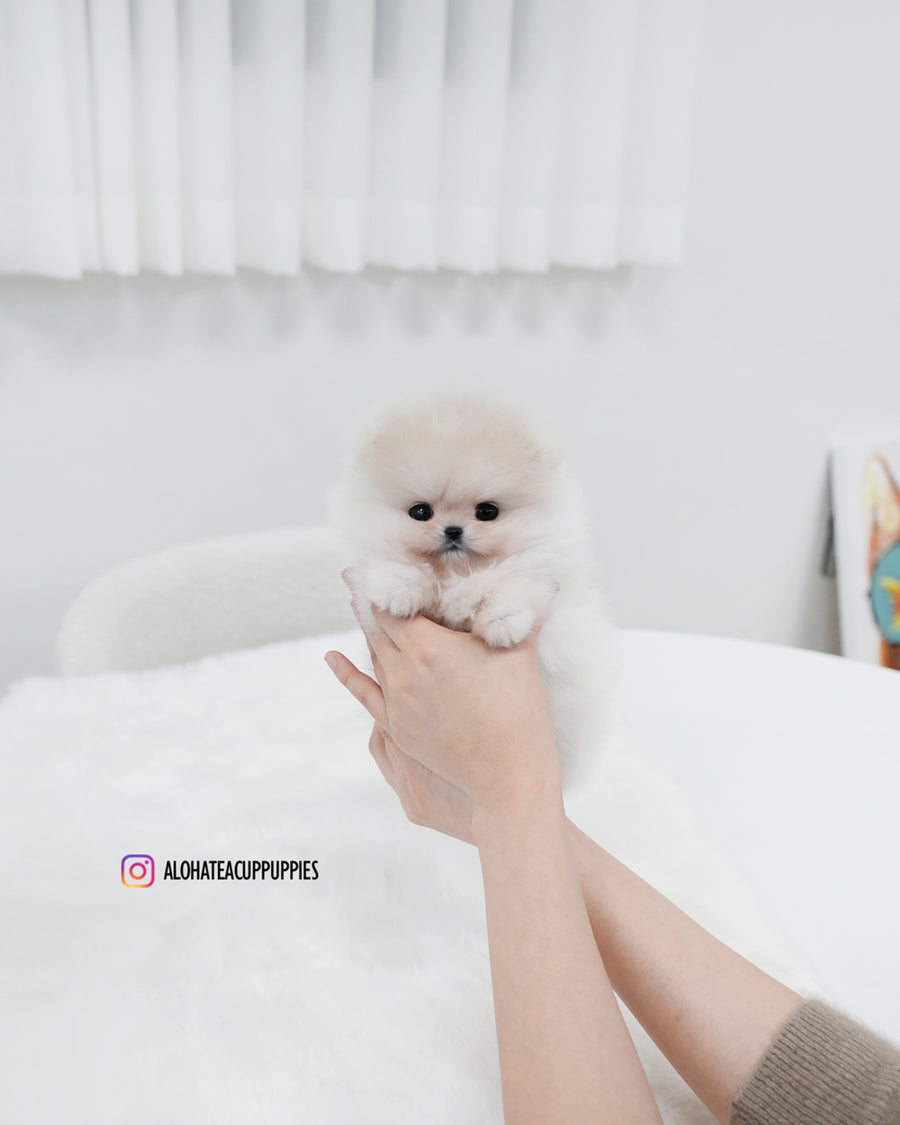 Sam [TEACUP POMERANIAN]