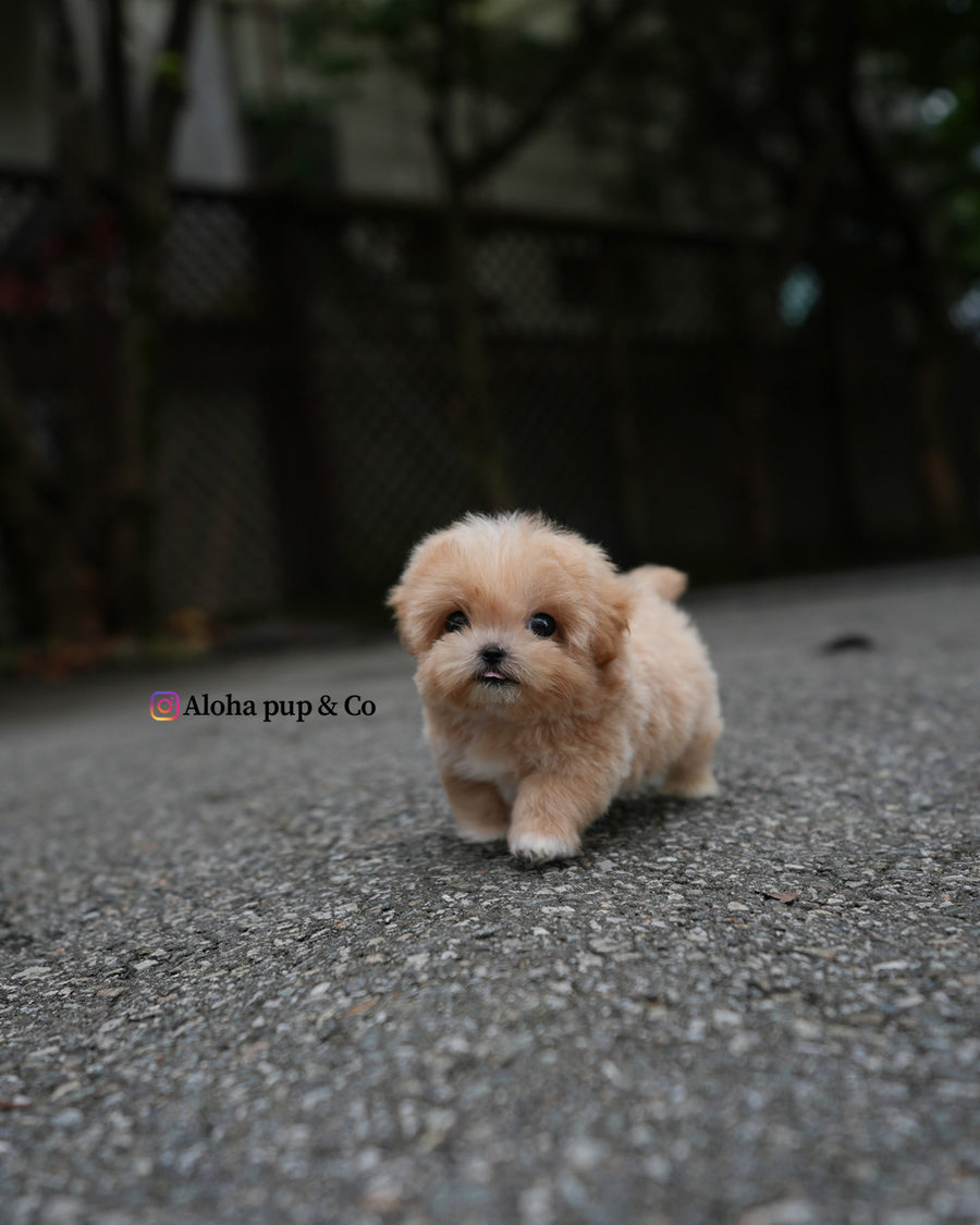 Paco [TEACUP MALTIPOO]