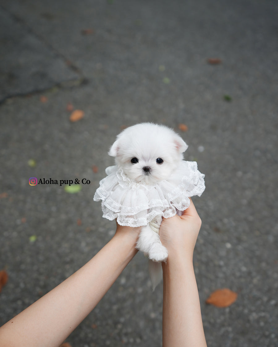 Helen [TEACUP MALTESE]