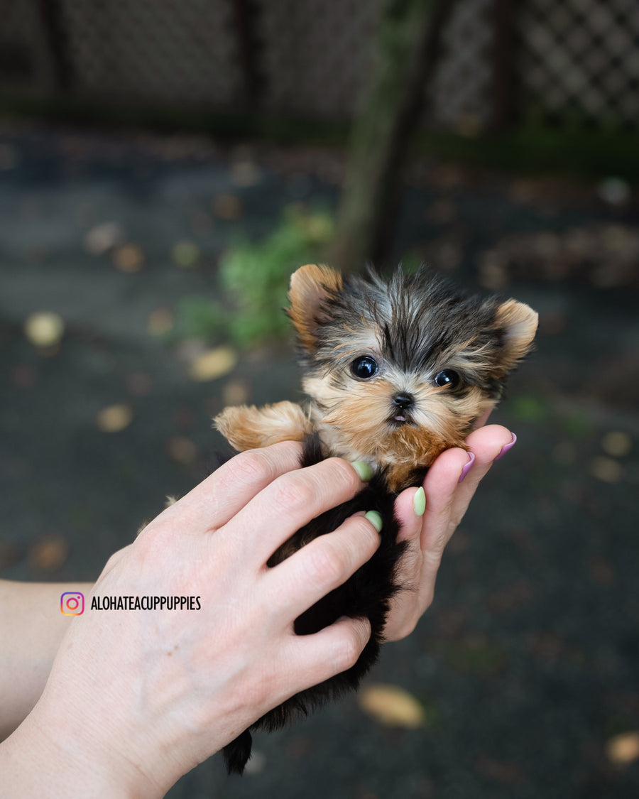 Kitkat [TEACUP YORKIE]