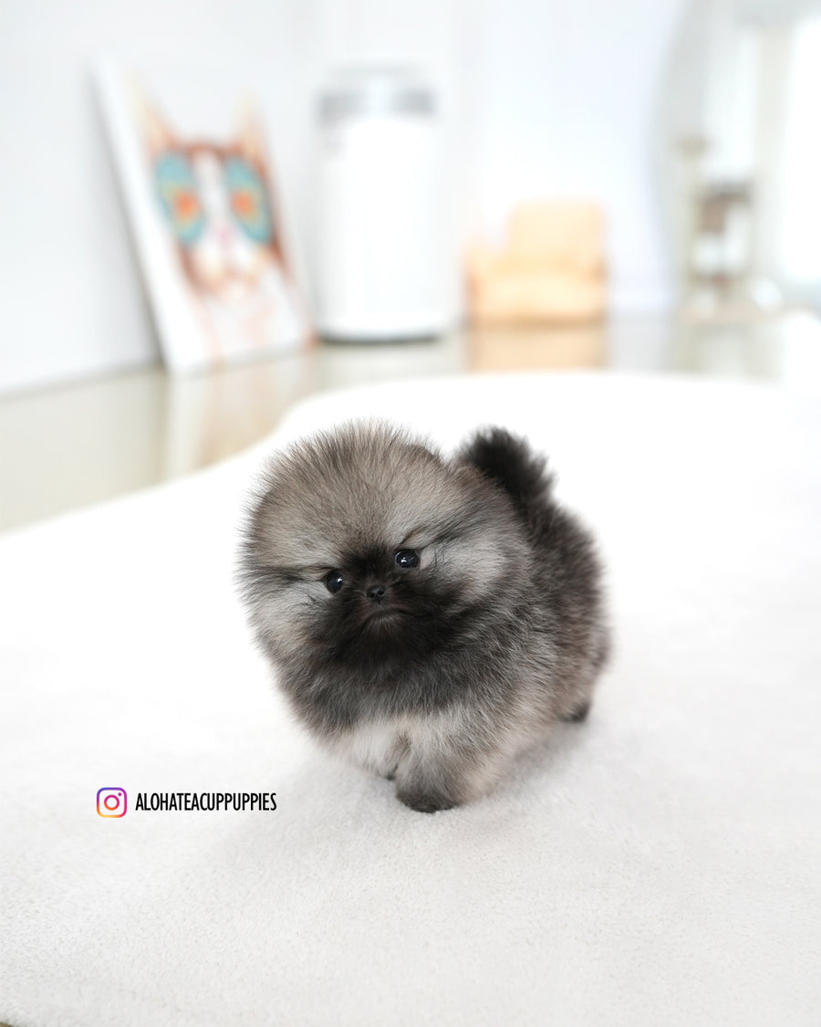 Theo [TEACUP POMERANIAN]