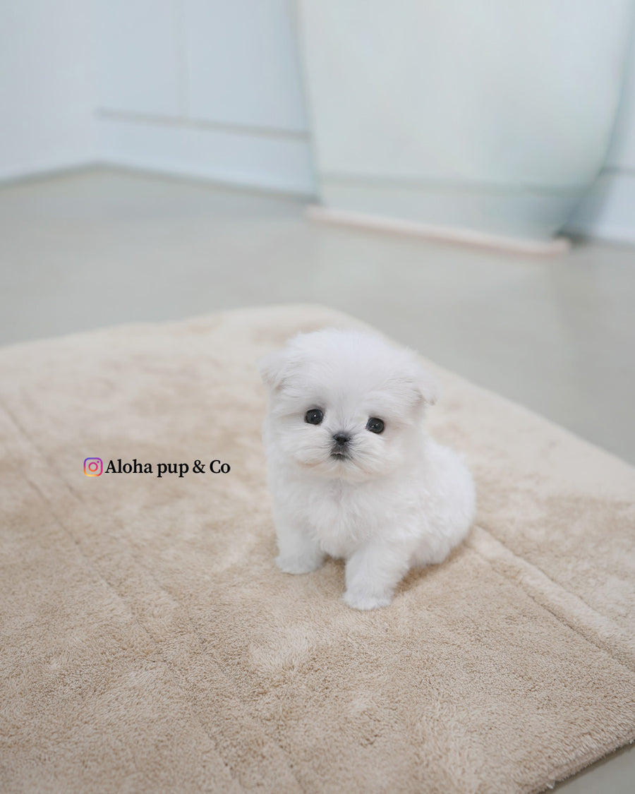 Terry [TEACUP MALTESE]